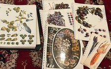 Binder Full Of Vintage Color Patterns   Joan Patterns   Painting Lessons Plants