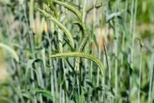 Cat Grass/Cereal Rye, 300+ Seeds. Heirloom~Organic~Non-GMO.  Free Shipping.