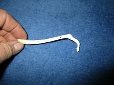 Real Raccoon Baculum Penis Unique BROKE & HEALED oddity RARE FREAK dick bone 8