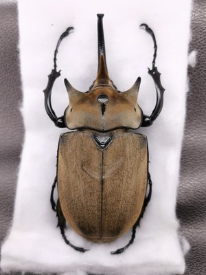 Megasoma elephas iijimai 105mm  - Venezuela