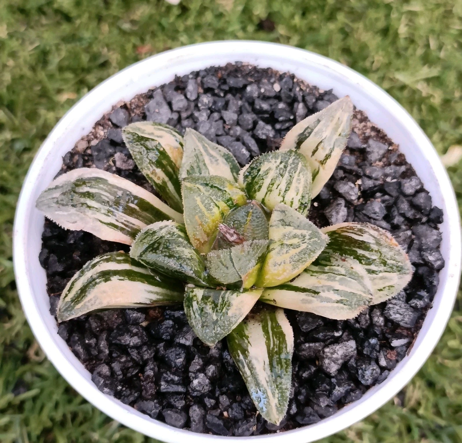 Haworthia Pygmaea " Tiger " Variegated Succulent Plant
Opens in a new window or tab