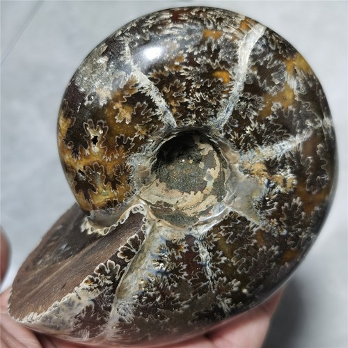 559g Natural Ammonite Conch Fossil Crystal Specimen Healing #1080
