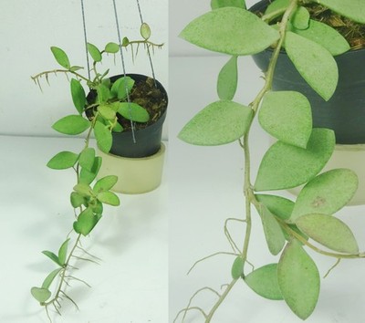 Hoya nummularioides silver, 10 Inches Large Plant, RARE
