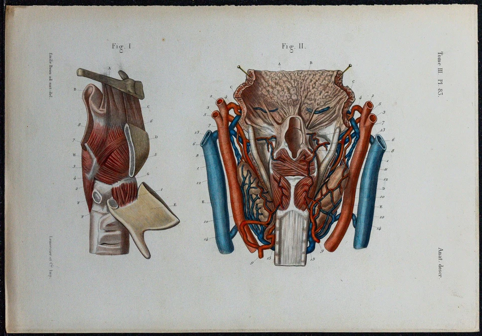 1866 - Larynx Muscle & Starships - Anatomy & Angiology - engraving antique