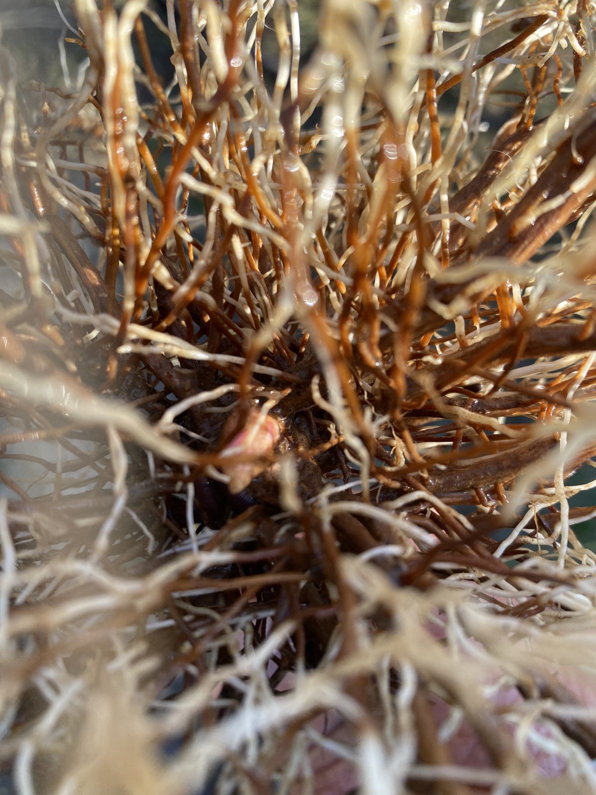 5 Bare Root Triple Crown Thornless Black Berry Plants Buy 5 Plants Get 1 Free 