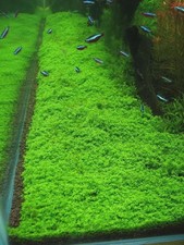 200+ Pcs Aquarium Carpet Plant Seeds Aquatic Grass for Fish