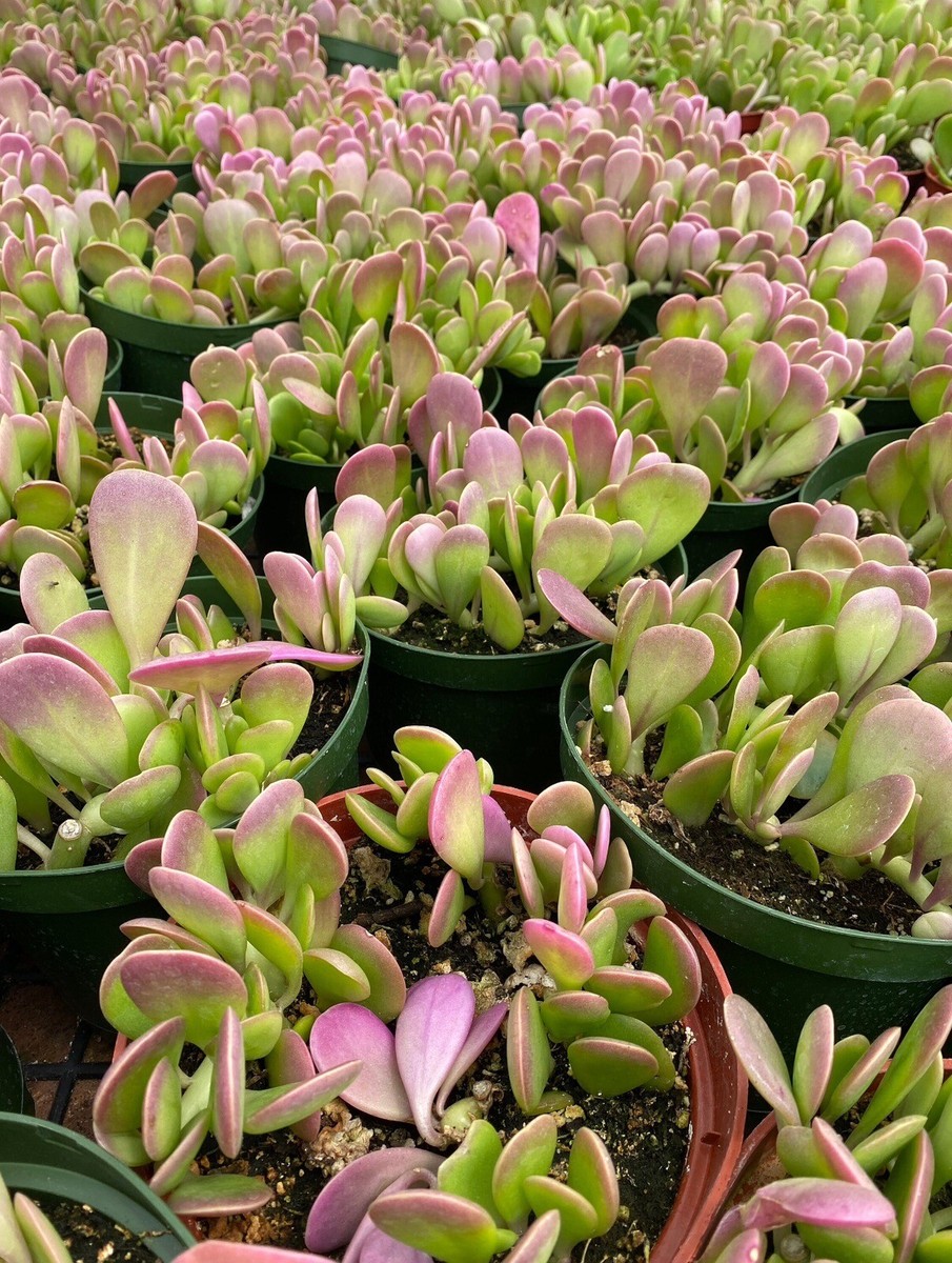 Live Senecio jacobsenii Trailing Jade Weeping Jade Plant, Rooted
