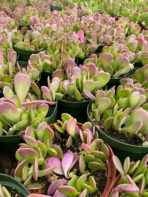 Live Senecio jacobsenii Trailing Jade Weeping Jade Plant, Rooted