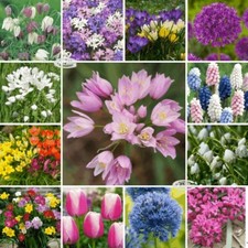 Camassia Crocus Ixia Muscari