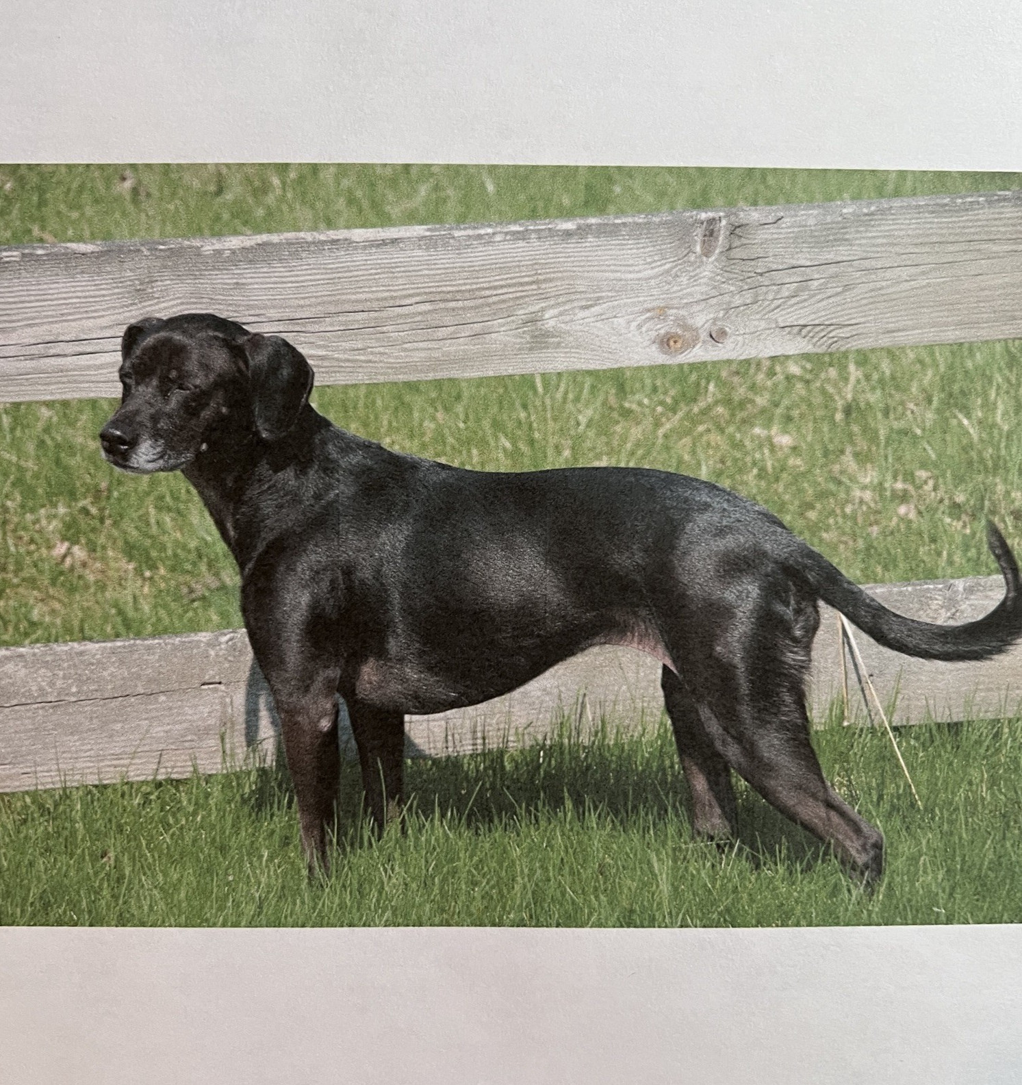 5 Vtg. Saltwater Jigs Pearl Eye Barracuda Smiling Bill St Jude in Dr Scholls Tin