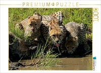 Calvendo Puzzle Geparden – Am Wasserloch 1000 Teile Puzzle Quer | 1000 Teile Leg