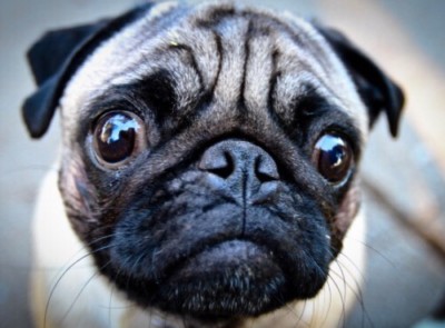 blue dog collar and lead