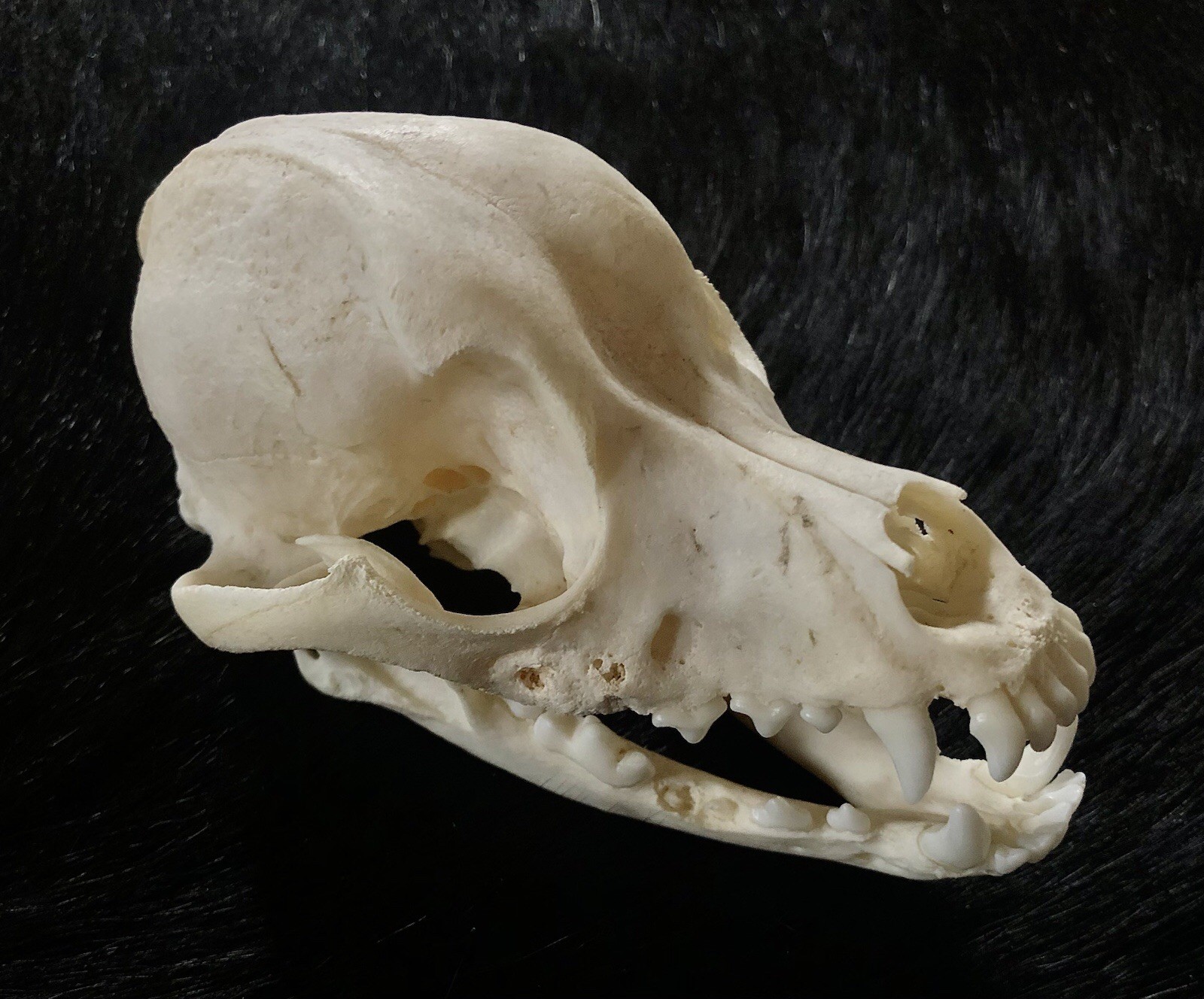 Hundeschädel eines Zwergpudels, Knochen, Skelett, Deko, Anatomie, Lehrmaterial