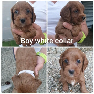 spoodle puppies for sale gumtree