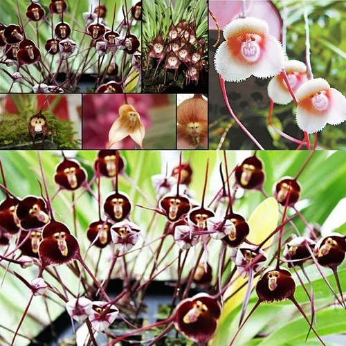 Monkey Face Orchid Species Monkey Face Orchid Se-ed Cymbidium Se-ed Flower Se-ed