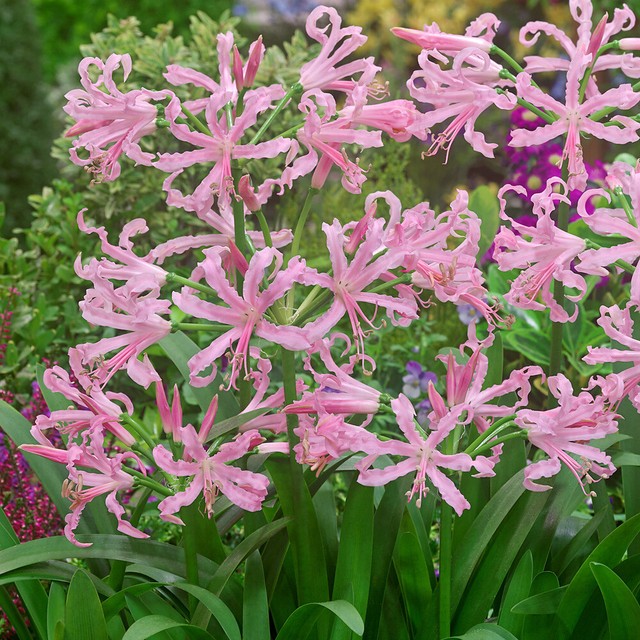 Nerine Bowdenii 7 by Taylors Bulbs