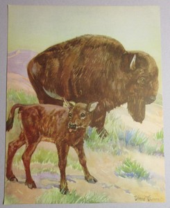 buffalo bebe