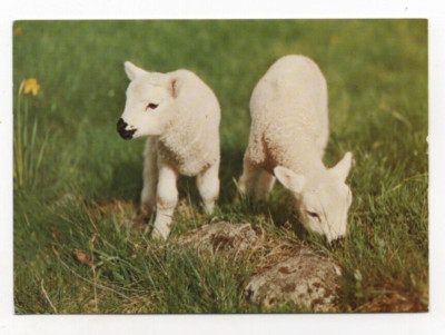 Lämmer im Frühling - Vintage Tier Postkarte