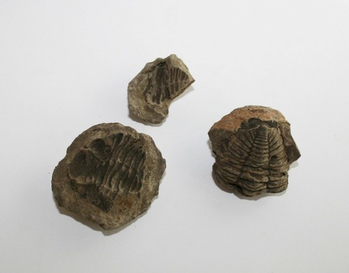 Trilobit Eldredgeia venustus Devon fósil Bolivia eslabones trilobites - Imagen 19 de 71