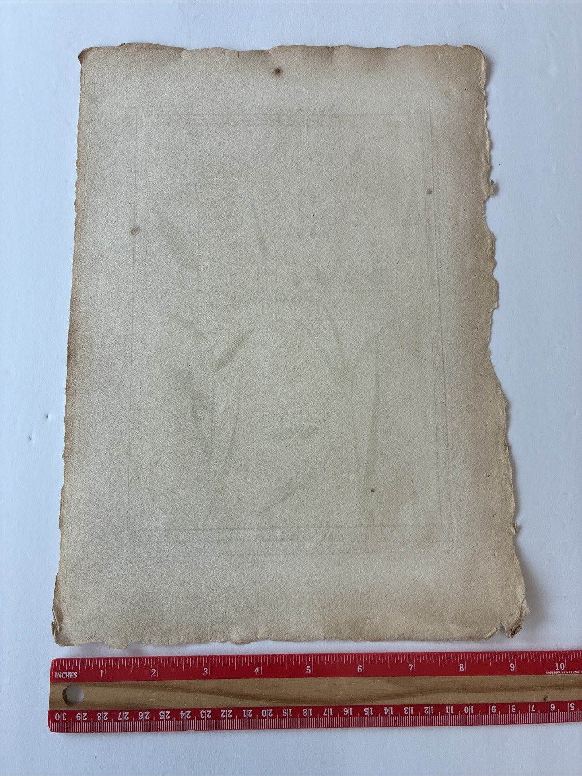 Lamarck Botanical Print Histoire Naturelle, Botanique Hand Colored Book Plate 43