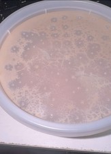 Walter Worms Vivos Alimento Vivo Premium para Peces