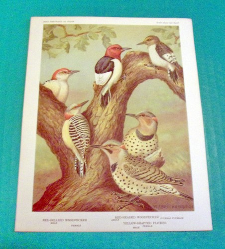 General Mills American Bird Portraits In Color 1960 Vintage 6 Card Set Of -Set 2 - Picture 8 of 13