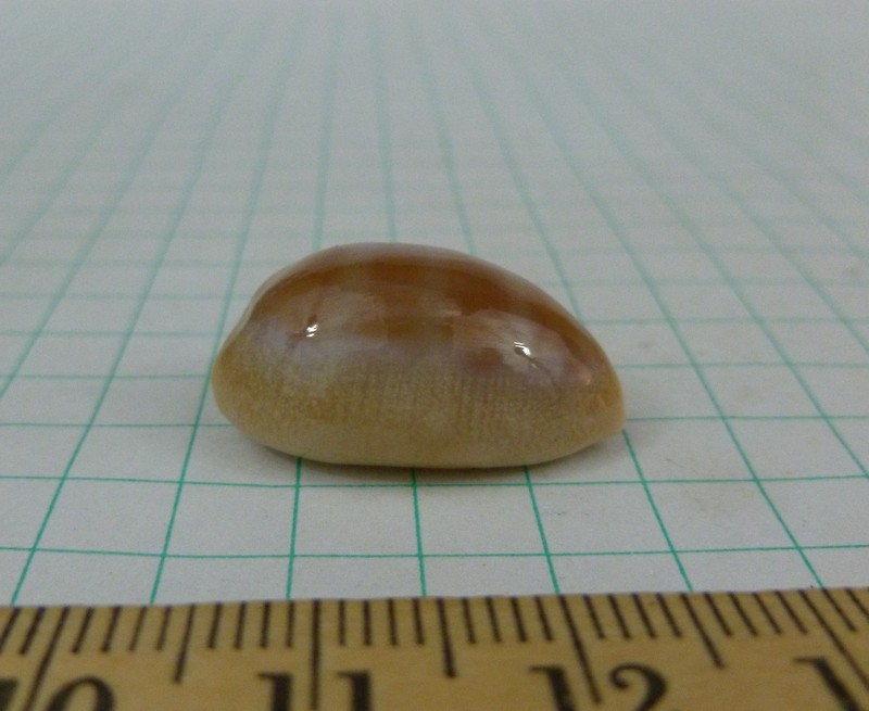Cypraea carneola crassa, F++ 24mm, Ethiopia