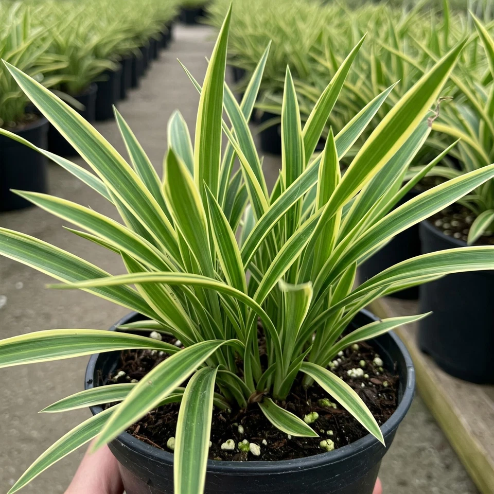 Plantas de hierba de mono liriope vivo Muscari maceta abigarrada de 1 galón 7-12" de alto Foto 4 de 4