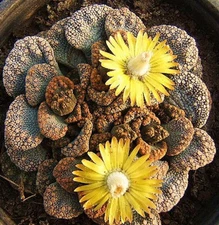 Titanopsis calcarea rare living stones mesemb succulent ice plant seed 100 SEEDS