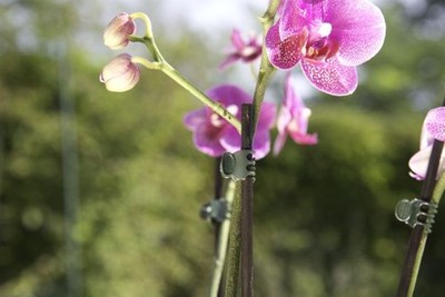 Windhager Orchideenclips grün, 10 Stück  Rankgitter