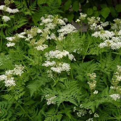 Pianta Di Anice Verde (Pimpinella Anisum) In Vaso 14cm - Confezione Da 2 Piante - Foto 7