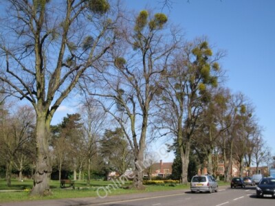 Photo 6x4 Mistletoe on lime, Warwick Road Coventry Beside Top Green with  c2010