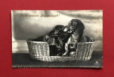 Foto AK Dackel 1929 Dackel im K&ouml;rbchen Teckel Jagdhund  ( 59917