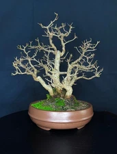 japanese Pomegranate forest bonsai tree