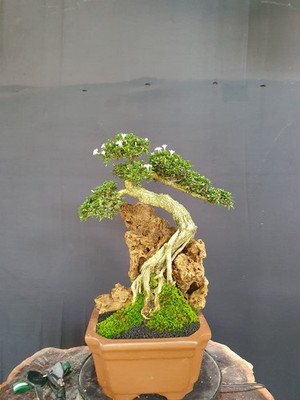 REAL PICTURE BONSAI Serissa japonica