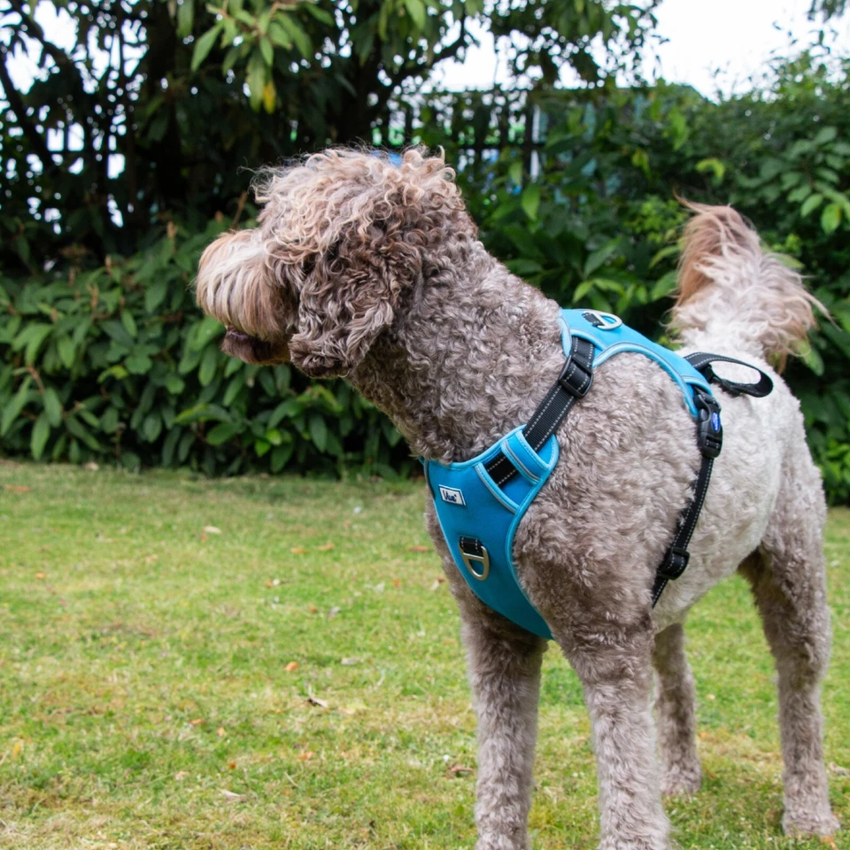 Arnés de viaje para perros - azul vivo. Uso en coche/caminatas. Ajustable, reflectante, acolchado Foto 4 de 4