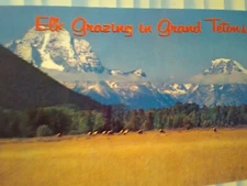 VINTAGE POST CARD  ELK GRAZING IN  GRAND TETONS  JACKSON HOLE WYOMING