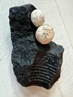 Civil War Parrott Artillery Shell Frag And Shot Dug Bentonville NC Battlefield
