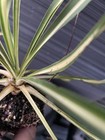Color Guard Yucca — photo 3