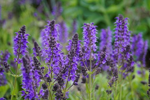 30 Semillas de Salvia Azul, Victoria (Salvia Farinacea) - Imagen 5 de 5