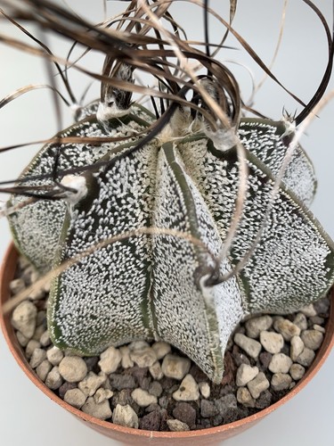 Astrophytum Capricorne Niveum, Spine Ricurve A Ciuffi, Verde Chiaro, Vaso 10 - Imagen 3 de 4