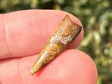 Pterosaur Flying Dinosaur Tooth Fossil Morocco NICE Cretaceous Age Kem Kem