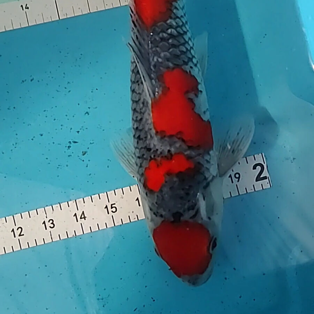 BUY 1 Koi -  1 Koi  50% OFF