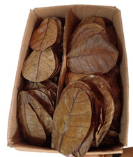 600PC Almond leaves 5'' catappa indian ketapang leaf Shrimp betta fish aquarium