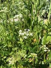 Zuckerwurzel Skirret altes Wintergemüse mehrj. Wurzelgemüse Heirloom Rarität