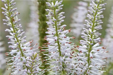 VERONICASTRUM VIRGINICUM ALBIFLORUM CULVER'S ROOT PERENNIAL BUTTERFLIES BEES