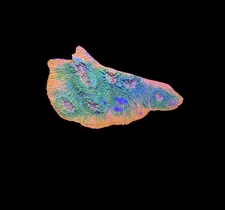 WYSIWYG Rainbow Chalice Live LPS Coral Frag – Bright Colors for Reef Tank