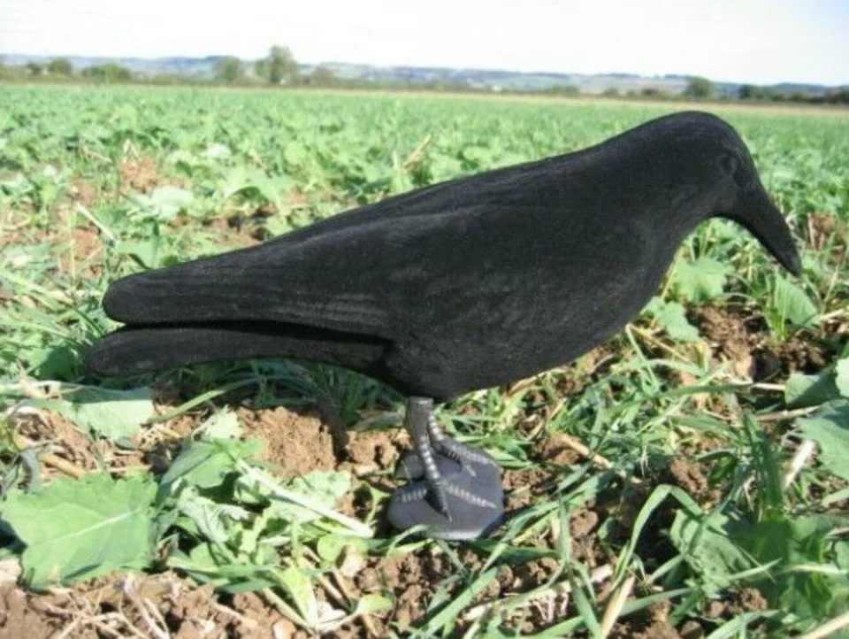 6x Flocked Crow Rook Raven Full Body Decoys. With Feet & Stake HIGH QUALITY - Image 4 of 4