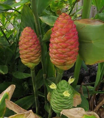 2 Shampoo Ginger Rhizomes, Zingiber Zerumbet, Pine Cone Ginger