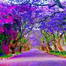 Jacaranda Fern Tree Seeds (Mimosifolia acutifolia) Tropical Blue Flowers Plant